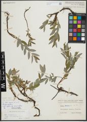 Foto von Salix repens subsp. incubacea (L.) A. Neumann